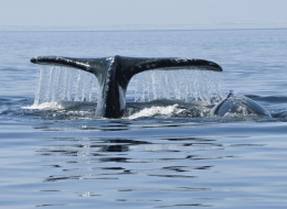 sea of cortez whale watching