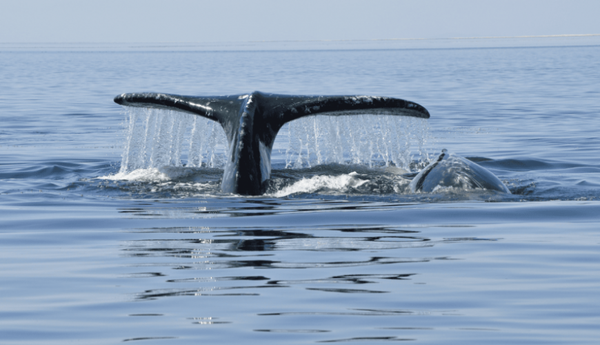 sea of cortez whale watching