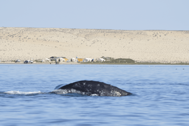 magdalena bay whale camp
