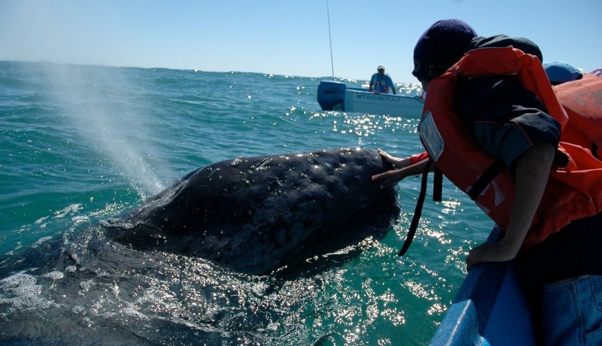 whale watching scammon's lagoon baja mexico