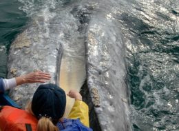 gray whale watching
