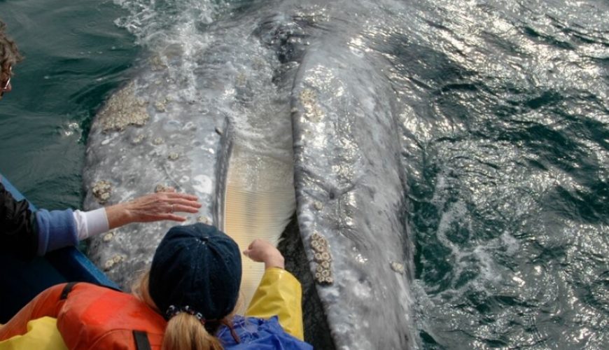 gray whale watching