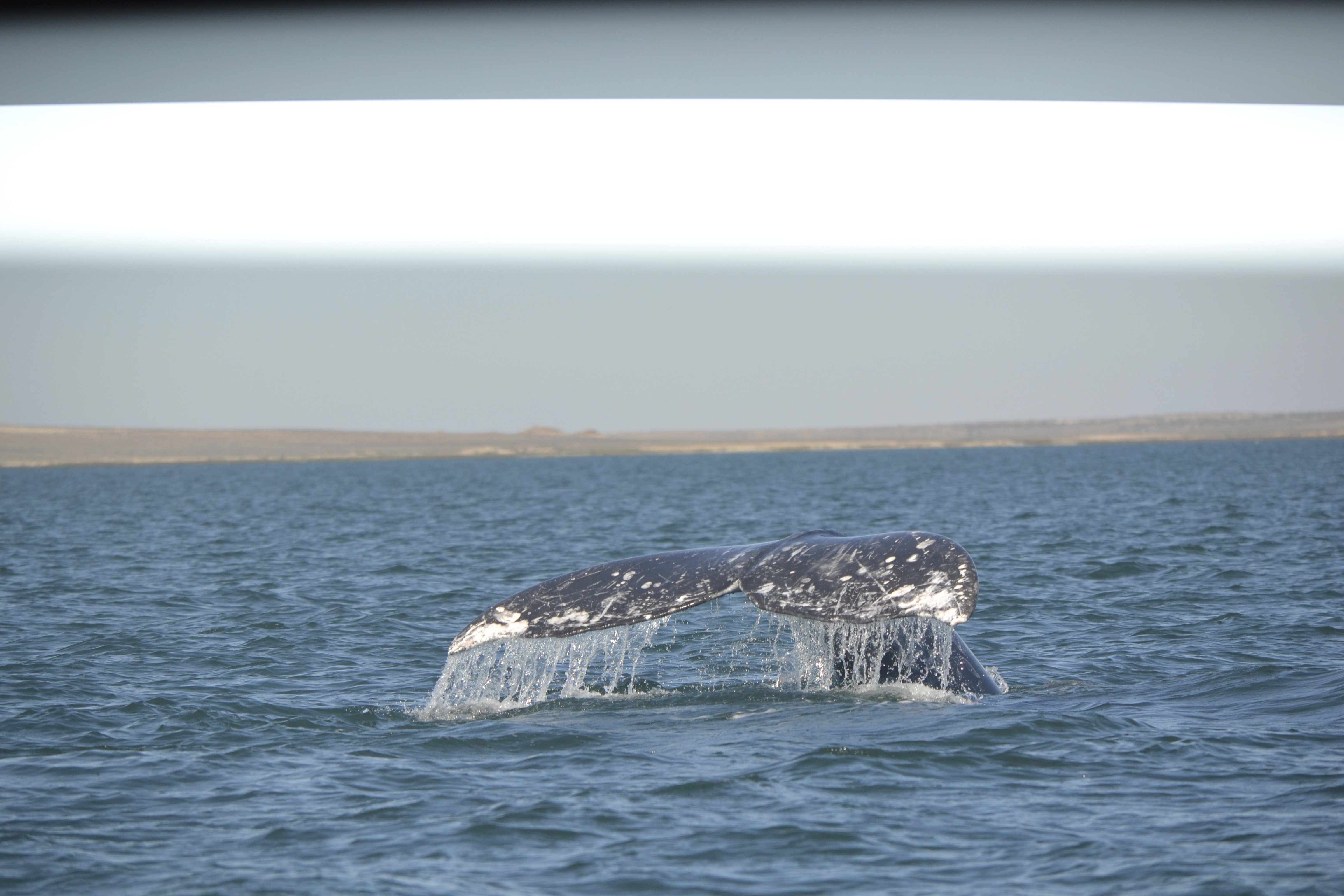 baja whale watching