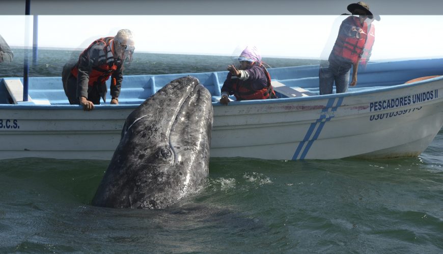 The gray whale Advocate