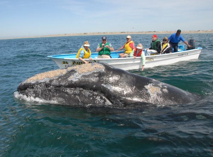 The gray whale Advocate