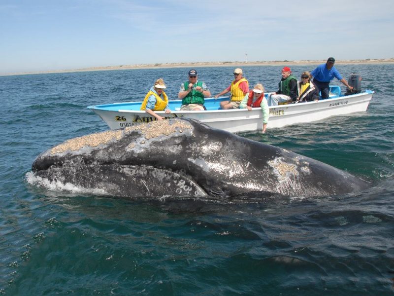 The gray whale Advocate