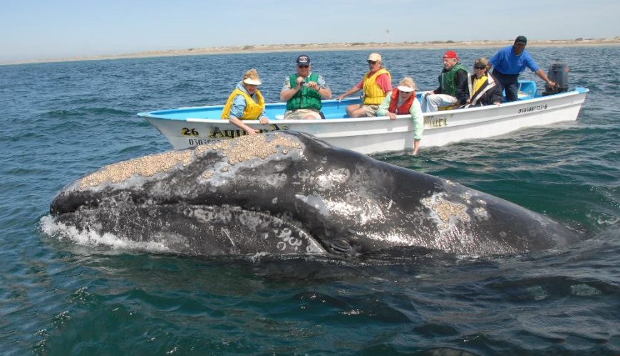 Whale watching loreto