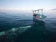 magdalena bay whale watching